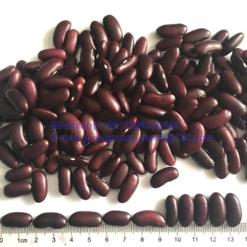 Prompt Shipment Top Quality Dark Red Kidney Bean